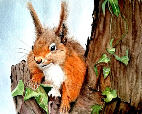 An Original Painting of a Cheekie Chappie Squirrel in Watercolour by Galway Artist Pat Flannery.jpeg