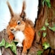 An Original Painting of a Cheekie Chappie Squirrel in Watercolour by Galway Artist Pat Flannery.jpeg