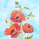 An Original Watercolour Painting of Stunning Corn Poppies by Galway Artist Pat Flannery.jpeg