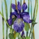 An Original Painting of Iris Flower in Watercolour by Galway Artist Pat Flanery.jpeg