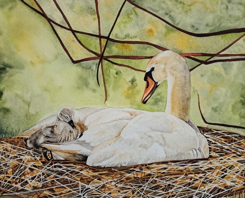 Original Watercolour Painting of a Mother swan cradling her cygnet by Galway Artist Pat Flannery.jpeg