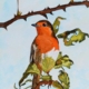 An Original Watercolour Painting of an Irish Robin Redbreast Perched on a Branch by Galway Artist Pat Flannery.jpeg