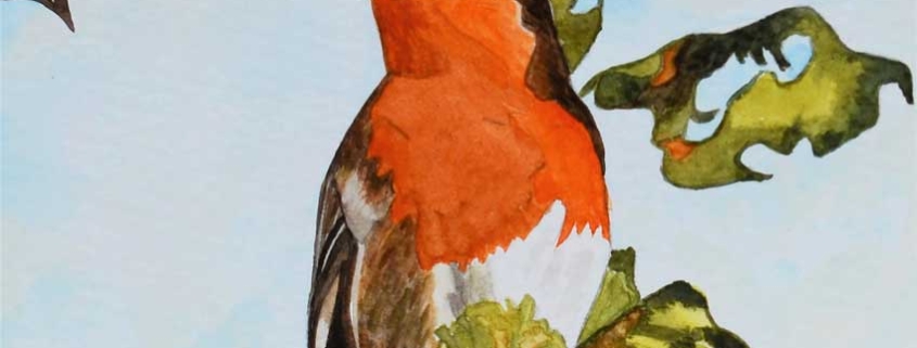 An Original Watercolour Painting of an Irish Robin Redbreast Perched on a Branch by Galway Artist Pat Flannery.jpeg