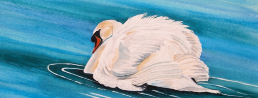 An Original Watercolour Painting of a Majestic Lady Swan Taking a Swim by Galway Artist Pat Flannery.jpeg