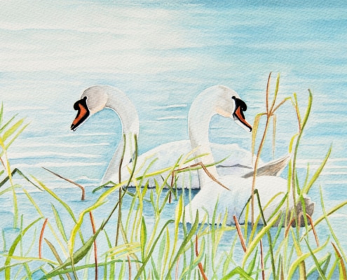 An Original Watercolour Painting of a Swan Couple depicting Togetherness by Galway Artist Pat Flannery.jpeg