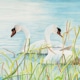An Original Watercolour Painting of a Swan Couple depicting Togetherness by Galway Artist Pat Flannery.jpeg